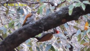 Himalayas-785 : Greater Flameback pair : Amazing Wildlife of India by Renu Tewari and Alok Tewari