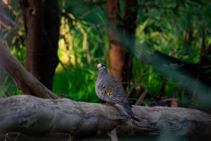 Common Bronzewing