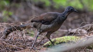 Superb Lyrebird