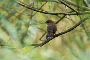 Cetti's Warbler