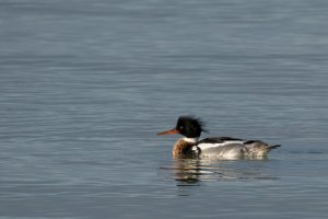 Red-breasted merganser