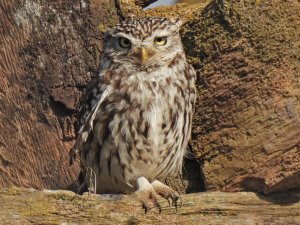 Little Owl