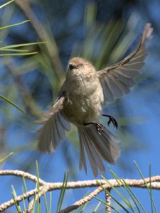 American Bushtit