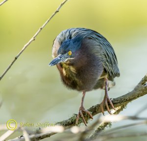 Green Heron