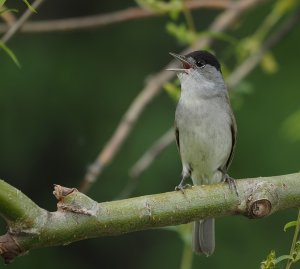 Eurasian Blackcap