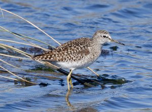 Wood sandpiper