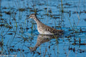 16-04-2024 Wood Sandpiper.jpg