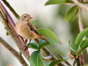 redstart