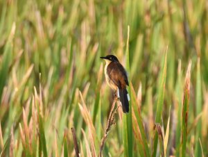 Black-capped Donacobius