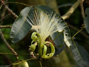 Castanha-do-maranhão flower