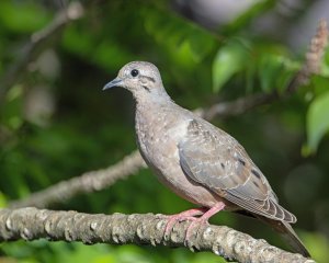 Eared Dove (m)