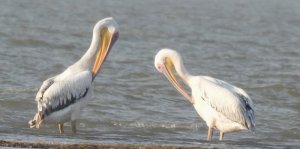 Great White Pelicans Preening