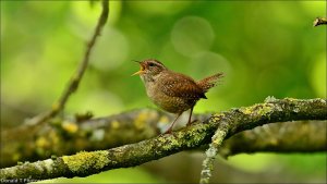 Wren.