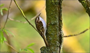 Treecreeper.