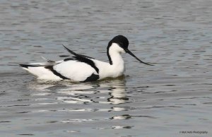 Avocet 2270.jpg