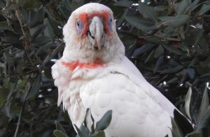 Long-billed Corella