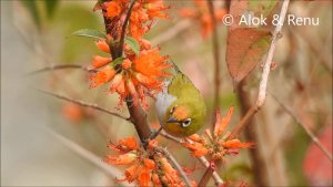 Himalayas-788 : Indian White-eye nectaring : Amazing Wildlife of India by Renu Tewari and Alok Tewari