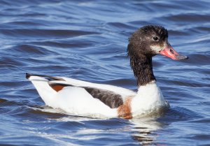 Common Shelduck