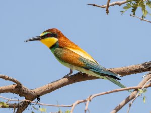 European Bee-eater