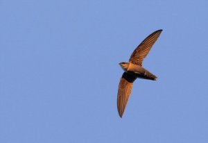 Chimney Swift