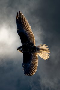 Backlit White Tailed Kite