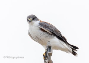 Black-chested Eagle-buzzard