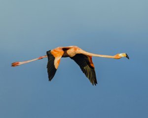 American Flamingo