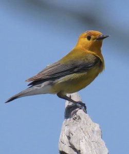 Prothonotary Warbler