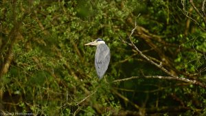 Grey Heron.