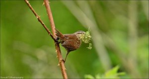 Wren.