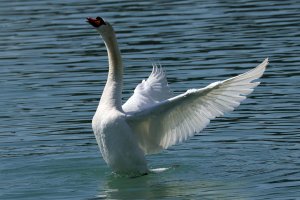 Mute Swan