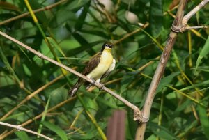 Greater Honeyguide