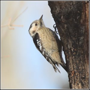 Grey-capped Pygmy Woodpecker