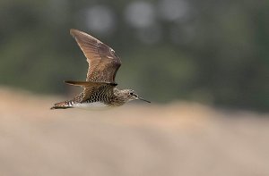 Solitary Sandpiper