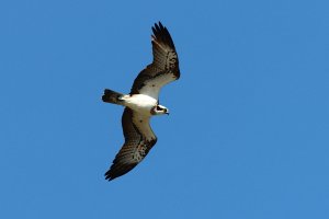 osprey