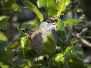 Golden-crowned sparrow