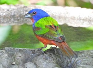 Male, Painted Bunting