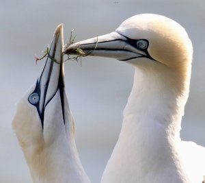 Northern Gannets