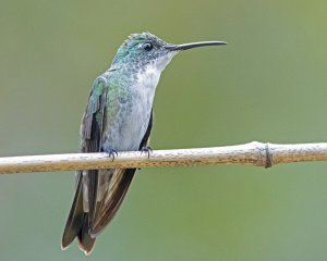 White-chested Emerald