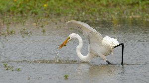 Great Egret