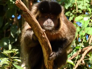 capuchin monkey