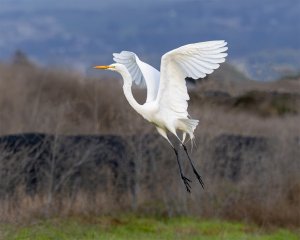 Great Egret