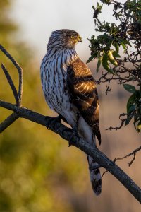 Coopers Hawk