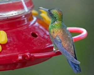 Copper-rumped Hummingbird