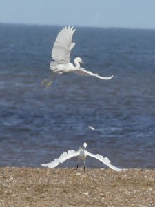 Egret fight!