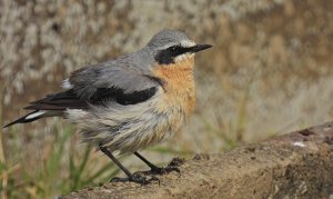 Wheatear (male)