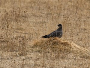 Arctic skua near a nest