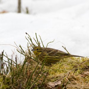 Female yellowhammer