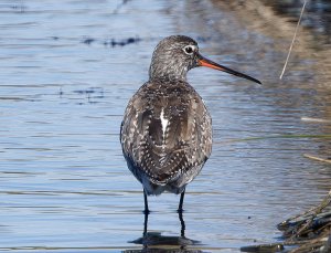 Spotted redshank