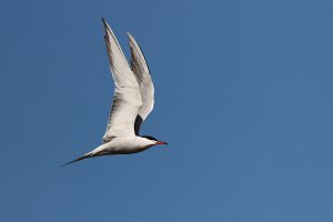 common tern